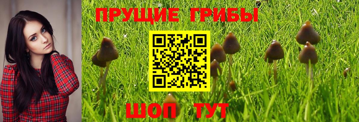Псилоцибиновые грибы мухоморы Елабуга